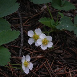 Strawberry Beauty