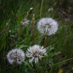 Dandelion