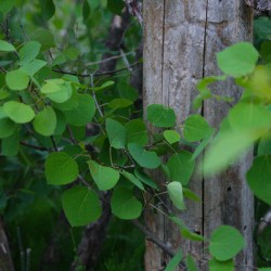 Leaves and Trees