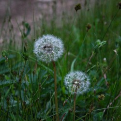 White and Green