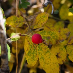 Wild Bud