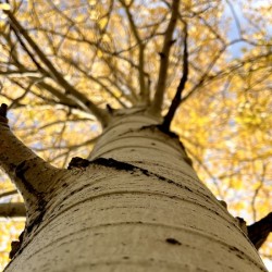 Aspens in Autumn