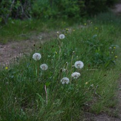 Smell the Flowers