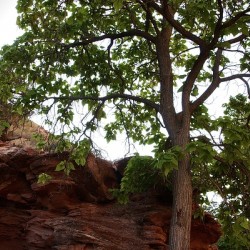In Shade