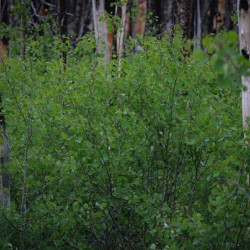 Aspens Low