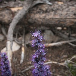 Purple Sight