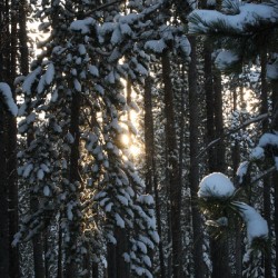 Snow Falls