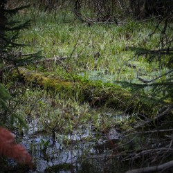 In The Marsh