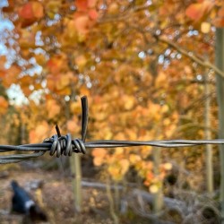 Autumn Wire