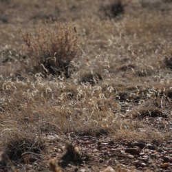 Grassy Day