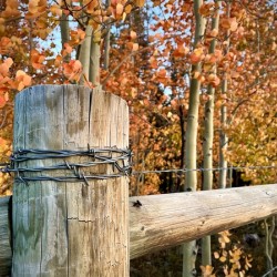 Over The Fence