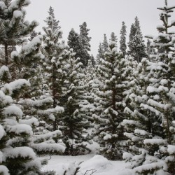In Deep Snow