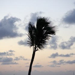 Morning Breeze