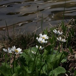 Marsh Marigold