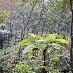 In a Forest of Green