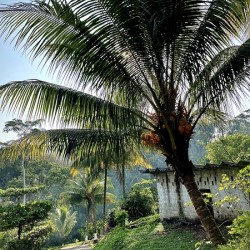 Palm Branches