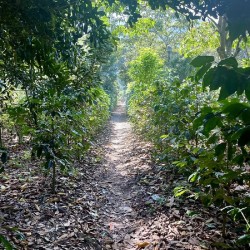 Through Coffee Plantations