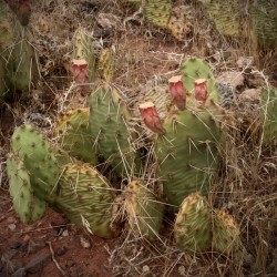 Baby Cactus