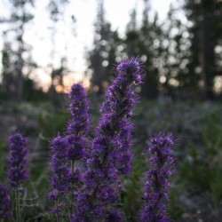 Blue Alpine Sunset