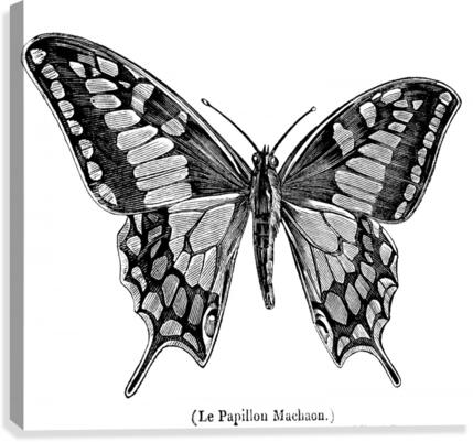 Swallowtail 1837 Canvas Print