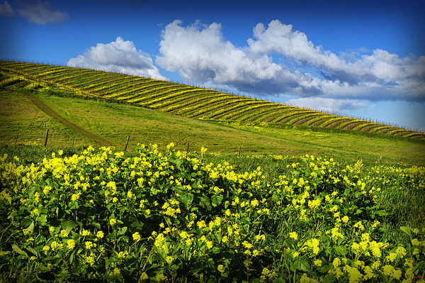 Mustard by FieldScapes