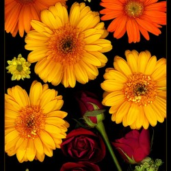 Mothers Day Flowers 1