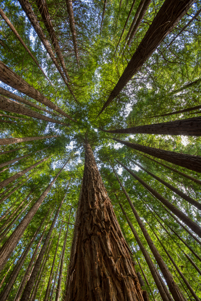 Sequoias in Cabezon de la Sal Spain by CreativePhotoSpain