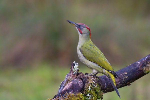 European green woodpecker by CreativePhotoSpain