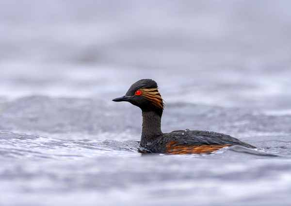 Black necked grebe by CreativePhotoSpain