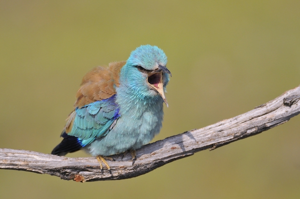 European roller by CreativePhotoSpain