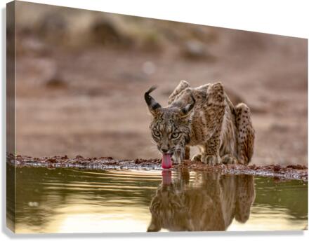 Iberian lynx Canvas Print