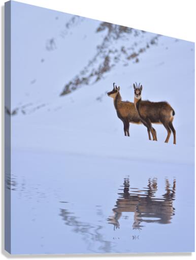 Chamois. Canvas Print