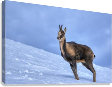 Chamois. Canvas Print