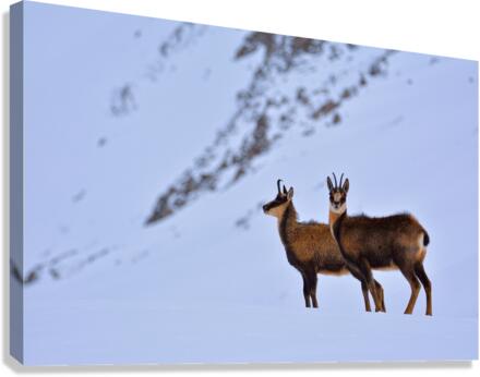 Chamois Canvas Print