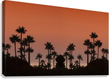 Sunset with palms Canvas Print