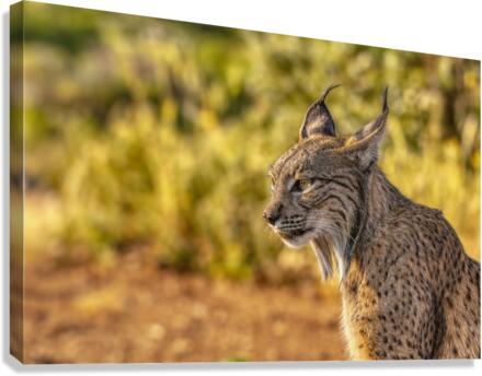 Iberian lynx Canvas Print