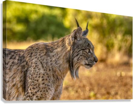 Iberian lynx Canvas Print