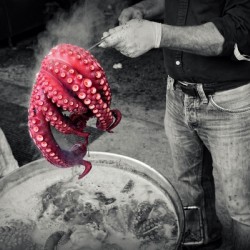 Octopus.