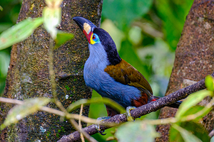 Oiseaux dEquateur 10