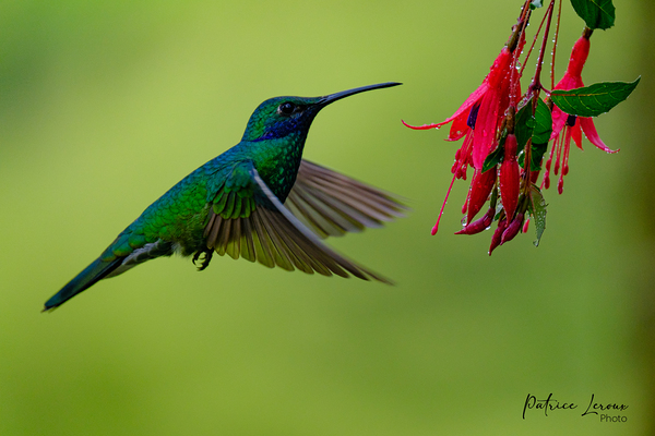 Oiseaux dEquateur 11 Print