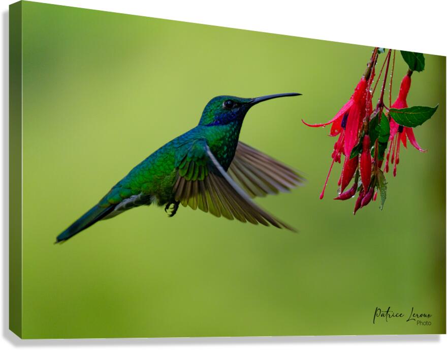 Oiseaux dEquateur 11 Canvas Print