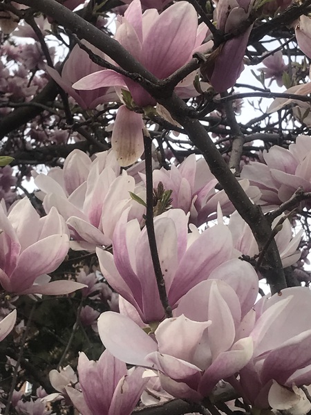 Cherry Blossom - Pink by Nvinnie