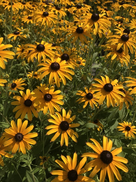 Black eyed beauties by Nvinnie