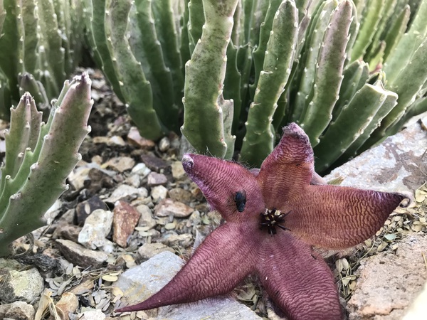 Pink Star by Nvinnie