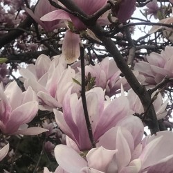 Cherry Blossom - Pink
