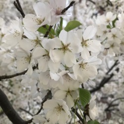 Cherry Blossom - White