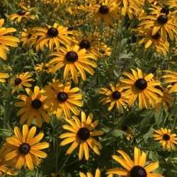 Black eyed beauties