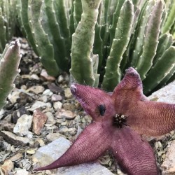 Pink Star