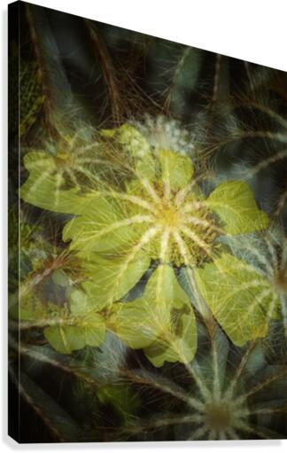 Dazzling Spiders Canvas Print