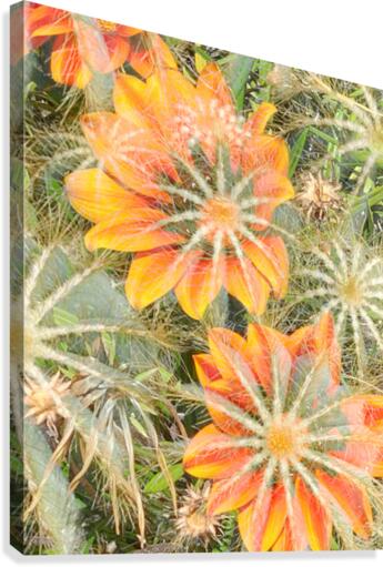 Orange Spiders Canvas Print